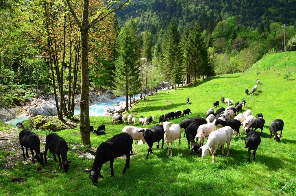 Bovec Home At Three Samoyeds Soča Dış mekan fotoğraf