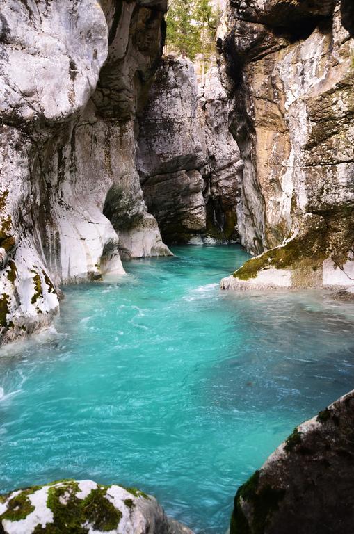Bovec Home At Three Samoyeds Soča Dış mekan fotoğraf