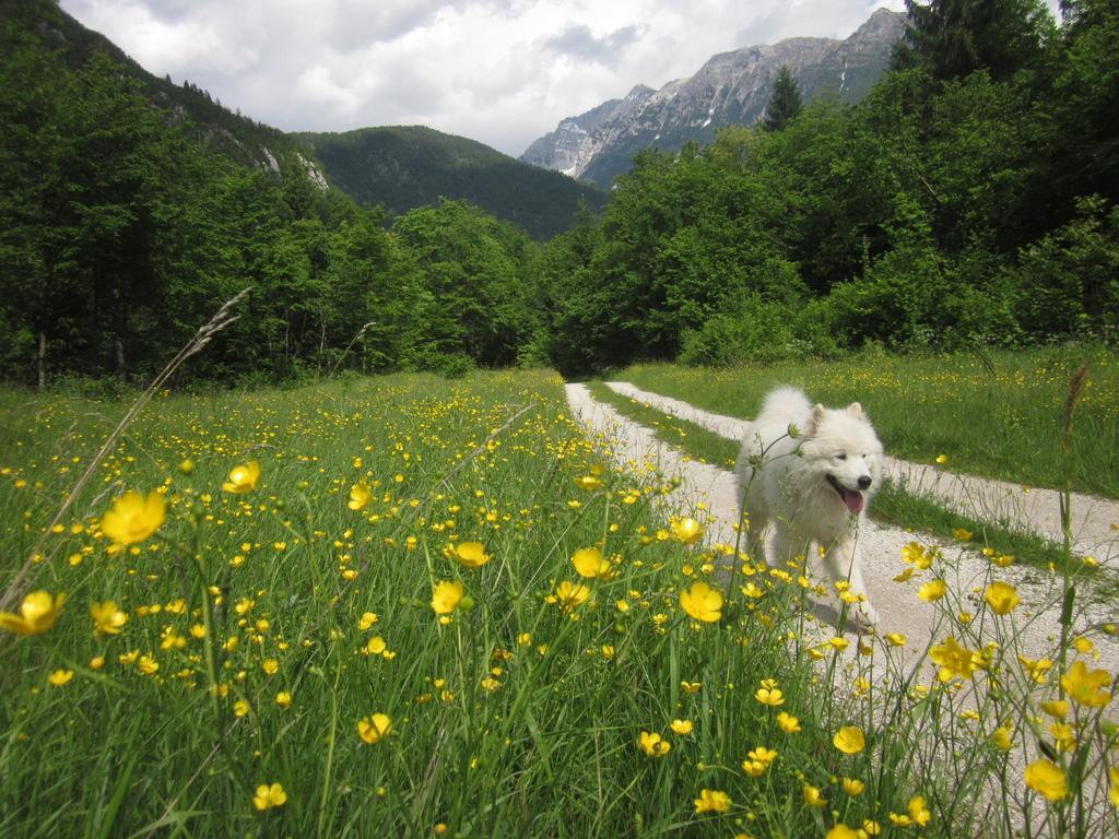 Bovec Home At Three Samoyeds Soča Dış mekan fotoğraf