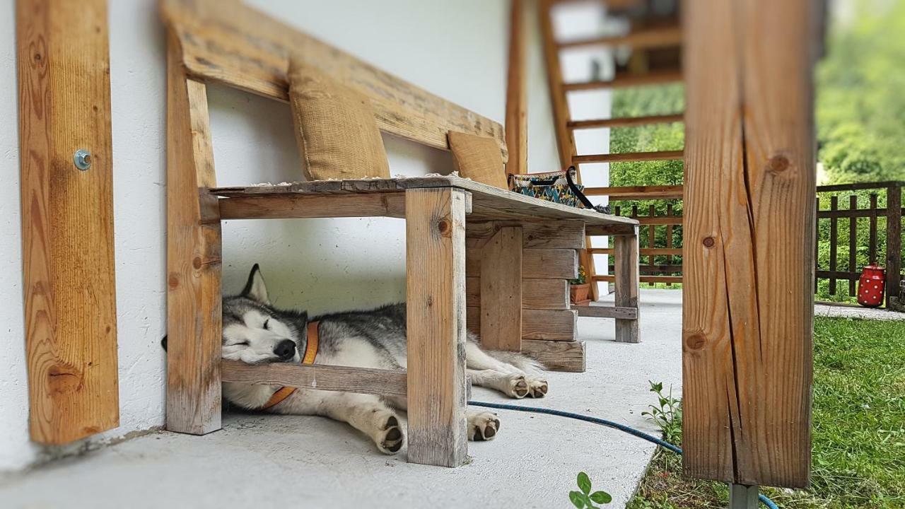 Bovec Home At Three Samoyeds Soča Dış mekan fotoğraf